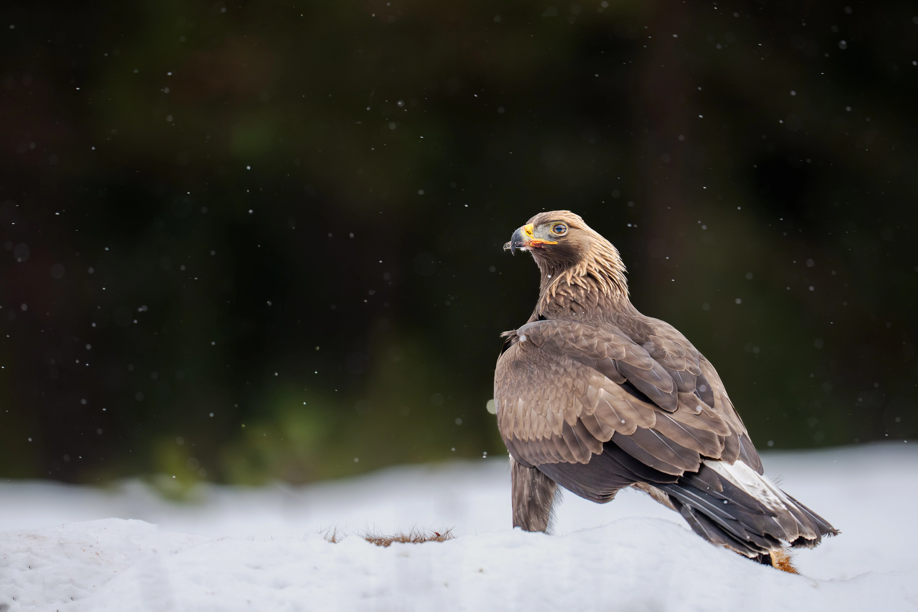 Wildlife Gallery gallery image 3